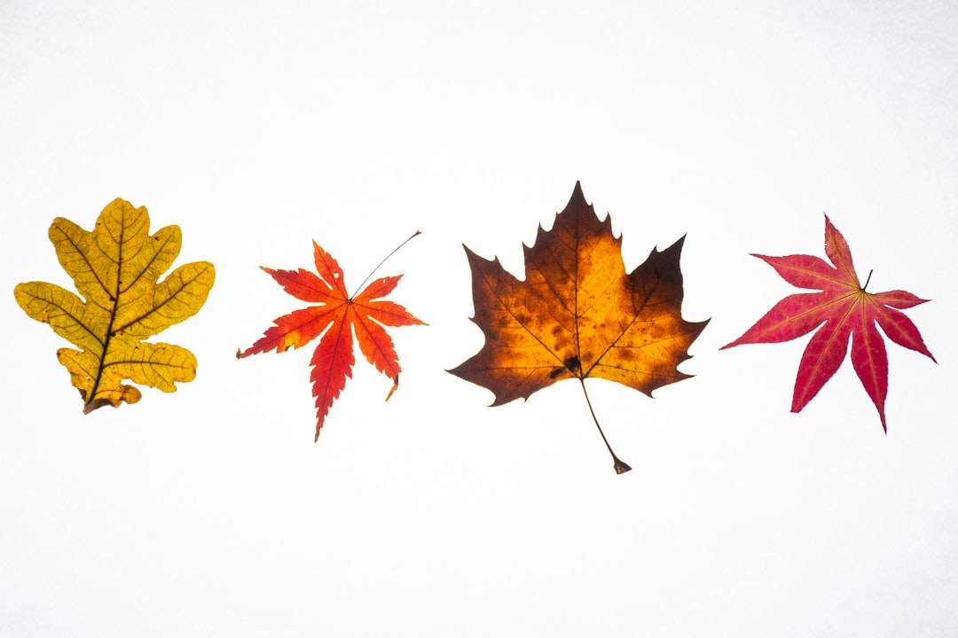 Fall Foliage Hotel Guide 2026: 9 Leaf Peeping Stays from Central Park to the Rockies and How to Book Them